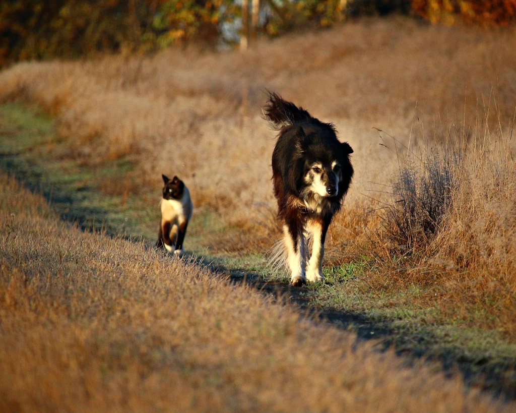 Filaria cane e gatto cosa fare